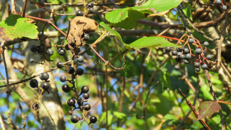 Grape and Virginia creeper