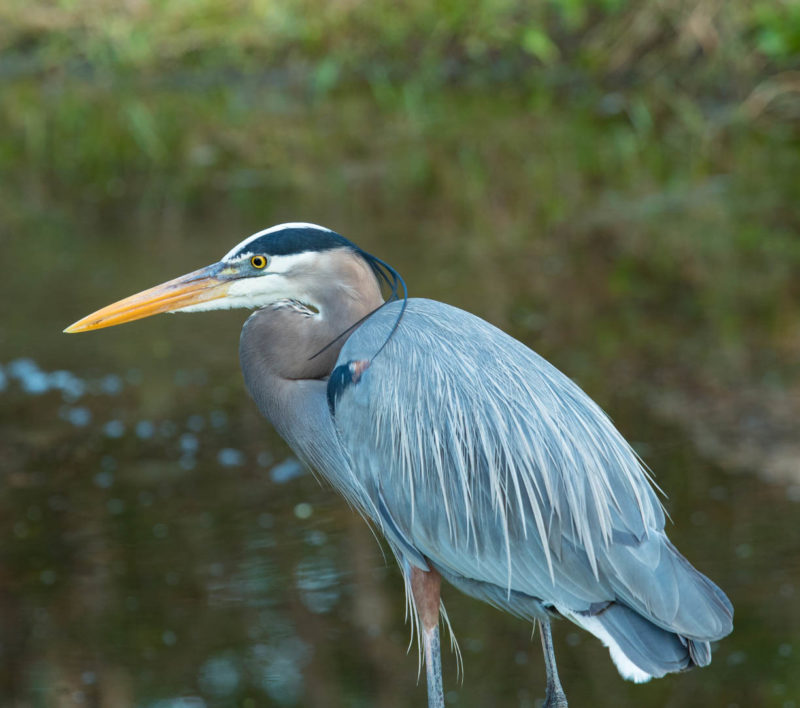 Great blue herons defend foraging territories from other herons