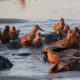 Group of red knots interspersed with spawning horseshoe crabs
