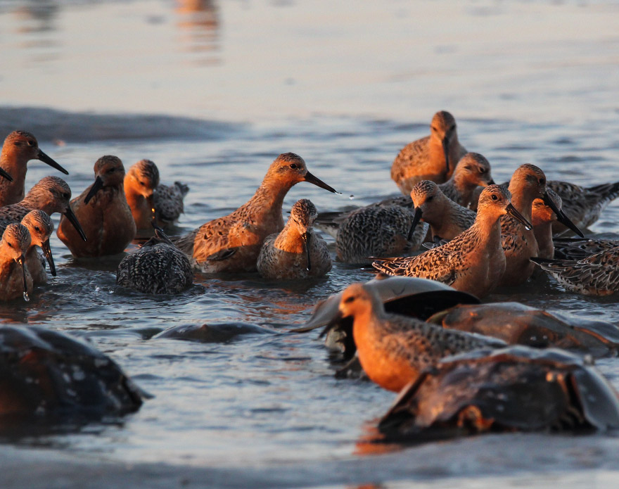 Group of red knots interspersed with spawning horseshoe crabs