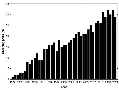 Growth of the known peregrine falcon breeding population