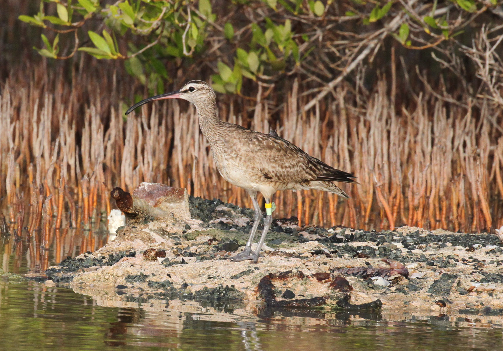 Hope on 26 August 2017 after arriving at Great Pond.