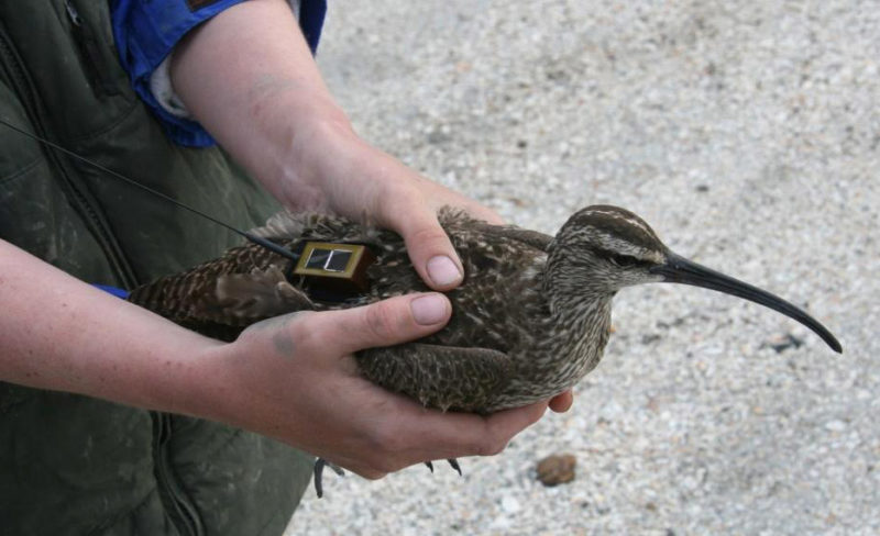 Hope with satellite transmitter after her initial capture on 19 May 2009