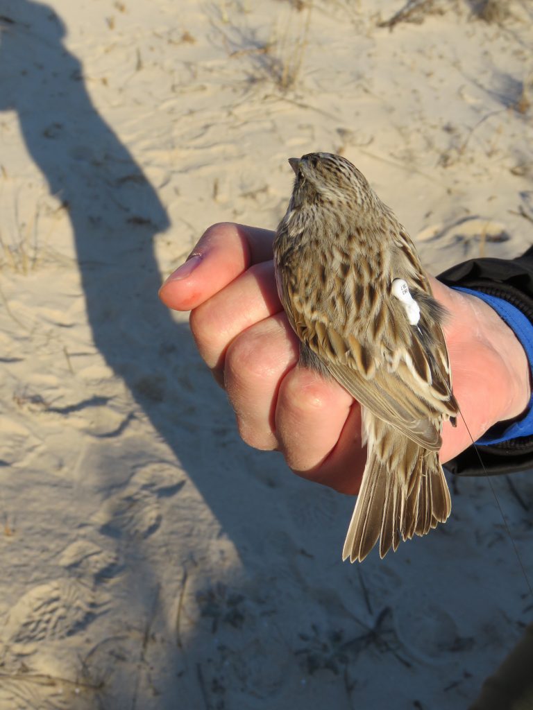 CCB collaborates on study of winter ecology of Ipswich sparrows The