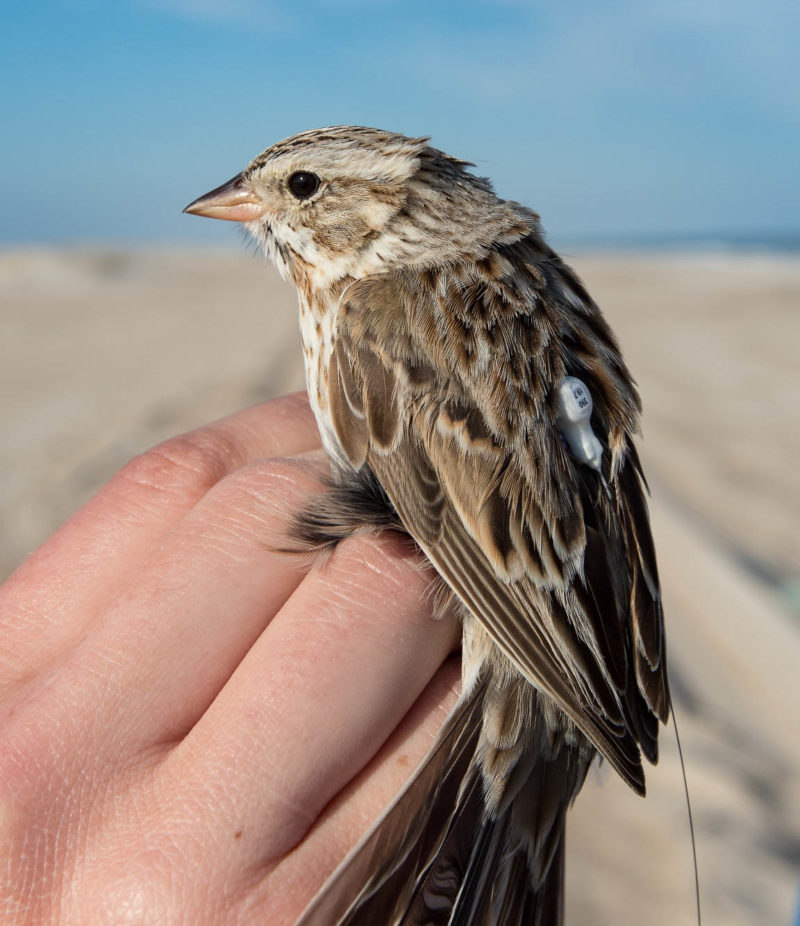 Ipswich sparrow fitted with a nanotag