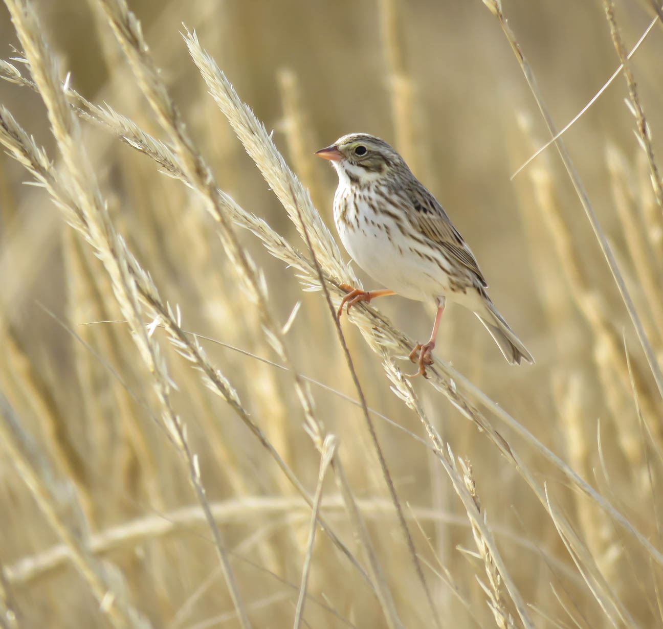 Ipswich sparrow on seed heads of American beach grass.