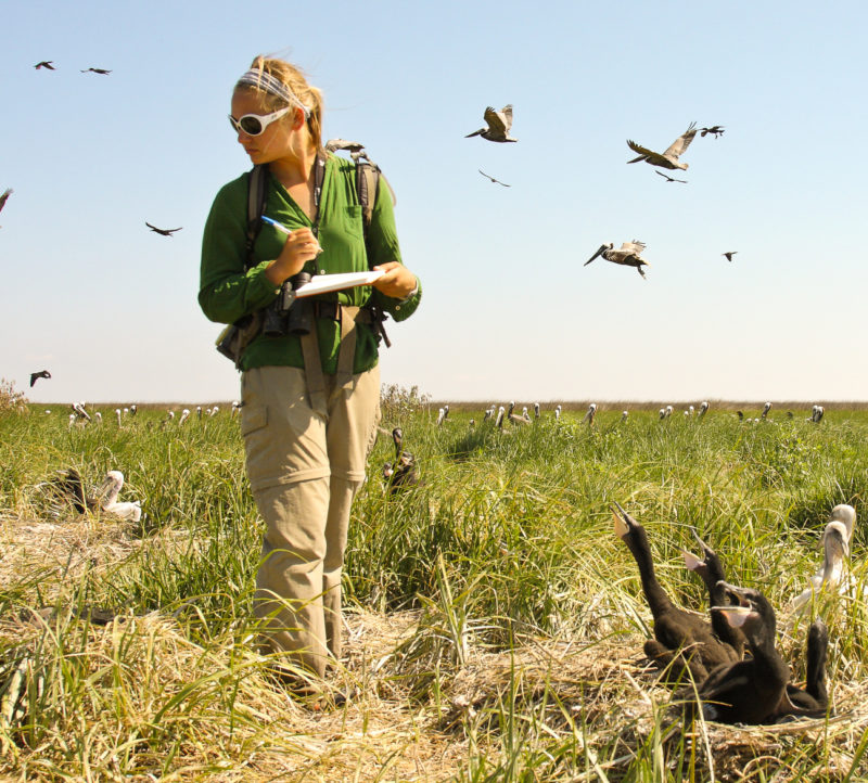 Kristi Lewicki surveys the Shanks Island colony within the Chesapeake Bay