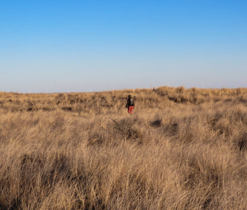 Laura Duval conducts a transect survey for Ipswich sparrows on Fire Island in New York.