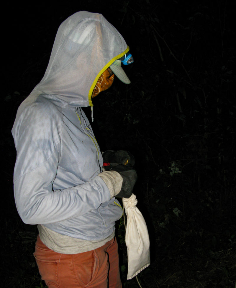 Laura Duval holds a woodpecker in a bird bag ready for placement in an artificial cavity