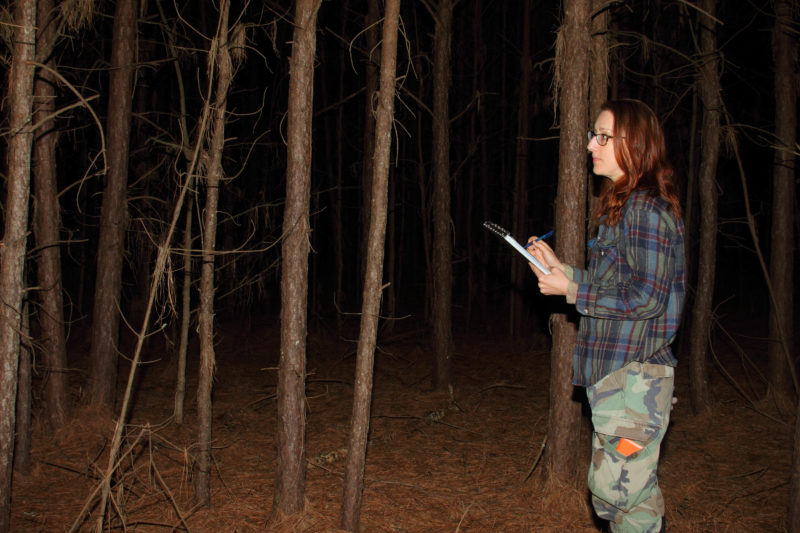 Laura Duval surveys for nightjars along a survey route