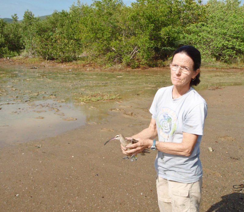 Lisa Yntema with Hope after capture to remove transmitter