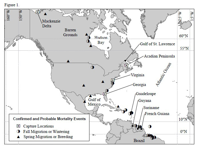 Locations where whimbrels were initially captured and fitted with satellite transmitters and locations of subsequent confirmed or probable mortality events.