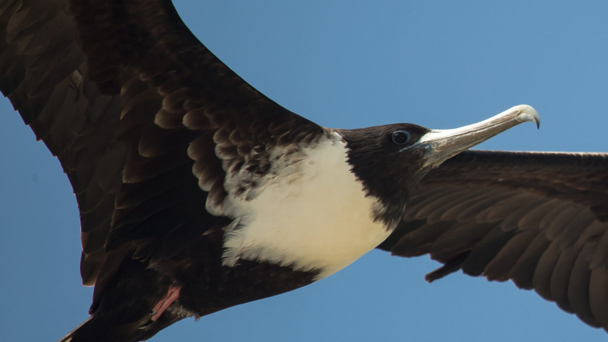 Magnificent Frigatebird was one of dozens of waterbirds surveyed along the Pacific coast of Panama