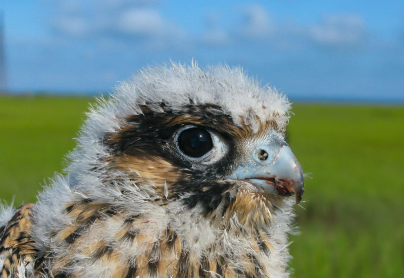 Male nestling from Cobb Island Tower.