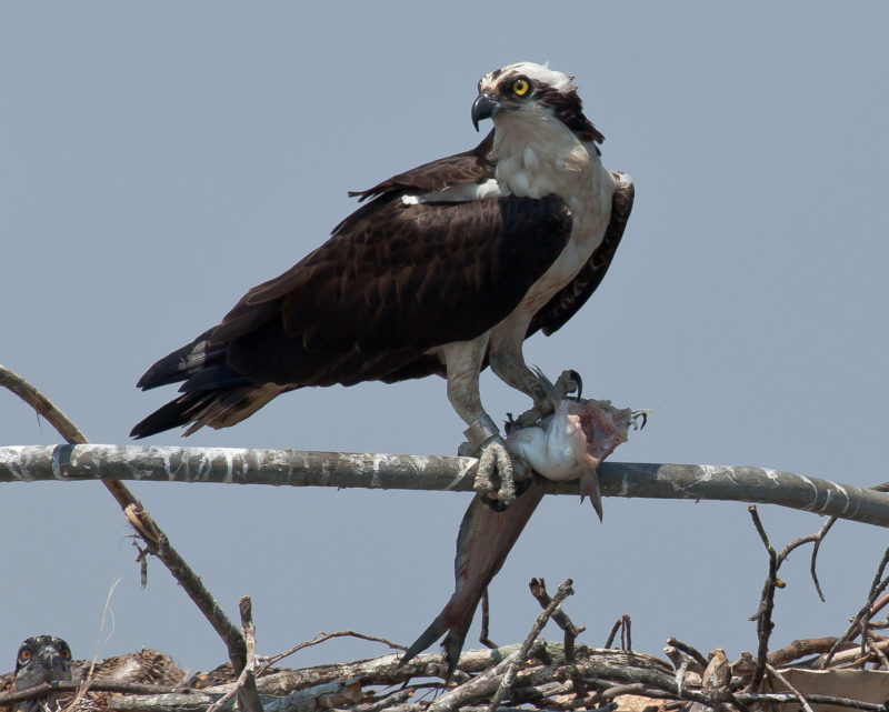 Male osprey with blue catfish on the upper James River.
