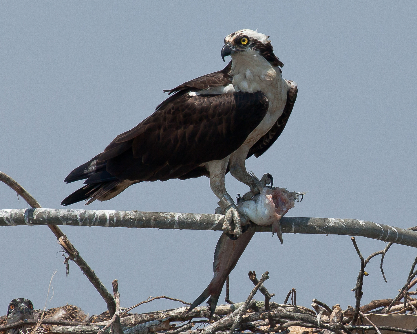 A Tale Of Two Bays Osprey Fortunes Diverge The Center For Male Osprey With Blue Catfish On The Upper James River.