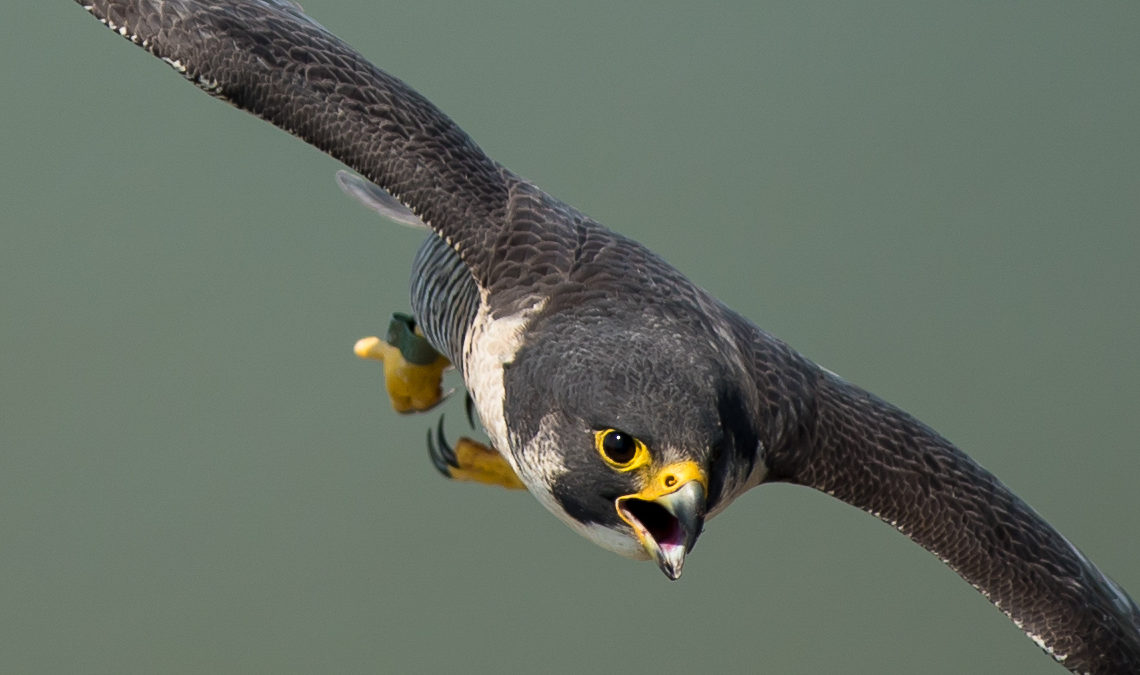 Male peregrine in a stoop.  Males do most of the hunting and brood provisioning.