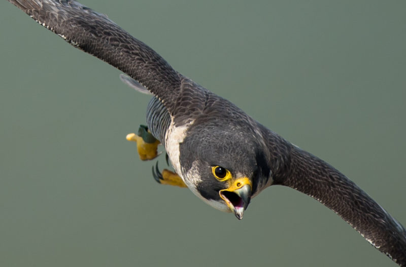 Male peregrine in a stoop.  Males do most of the hunting and brood provisioning.