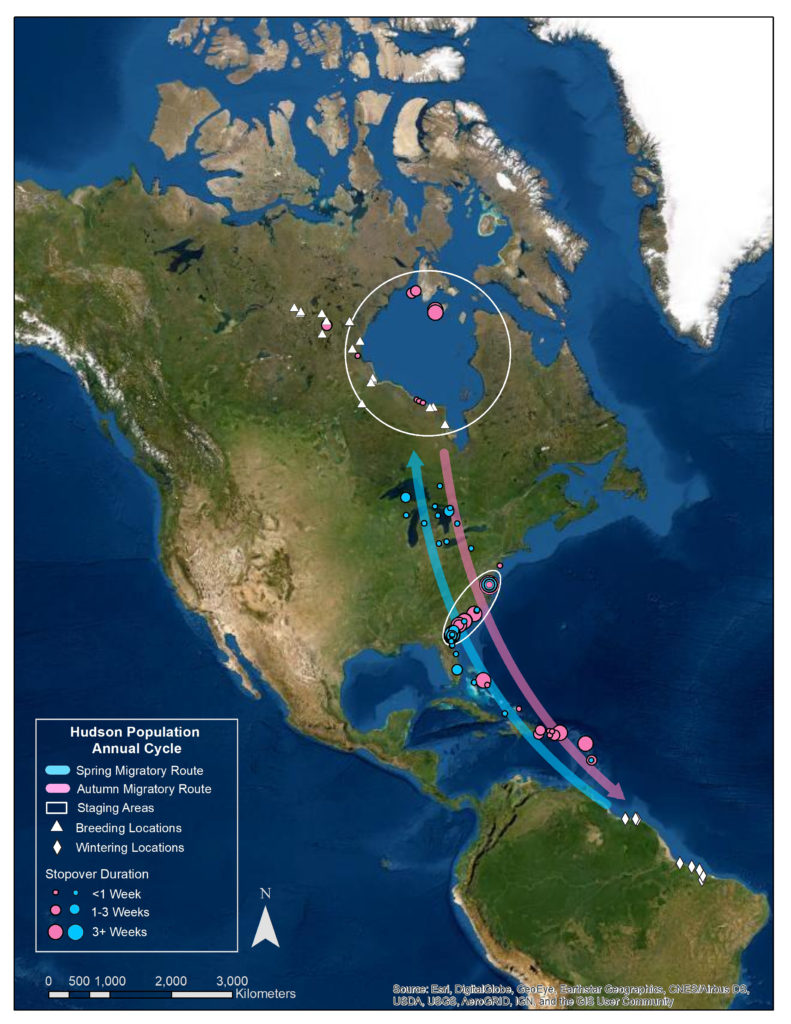 Map of the annual cycle for whimbrels from the Hudson Bay breeding population.