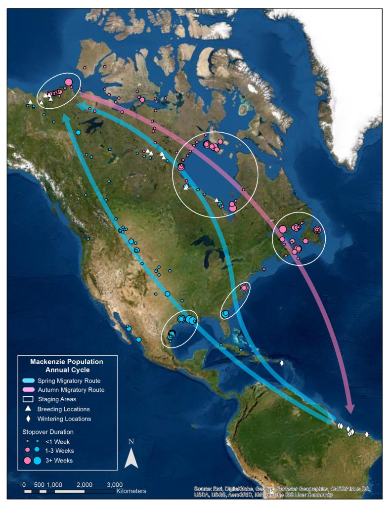 Map of the annual cycle for whimbrels from the Mackenzie Delta breeding population.