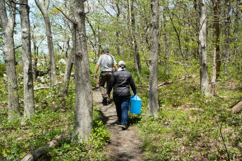 Marian Watts and Rolf Gubler carry falcons along the ridge trail to the hack box on Franklin Cliffs