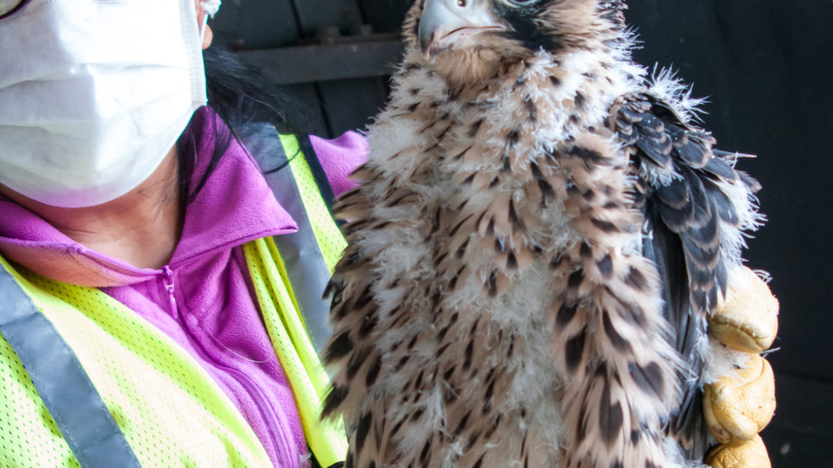 Marian Watts during the Covid-19 pandemic holds a peregrine falcon