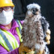 Marian Watts during the Covid-19 pandemic holds a peregrine falcon