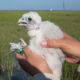 Marian Watts holds a recently-banded chick hatched on the Cobb Island Tower.