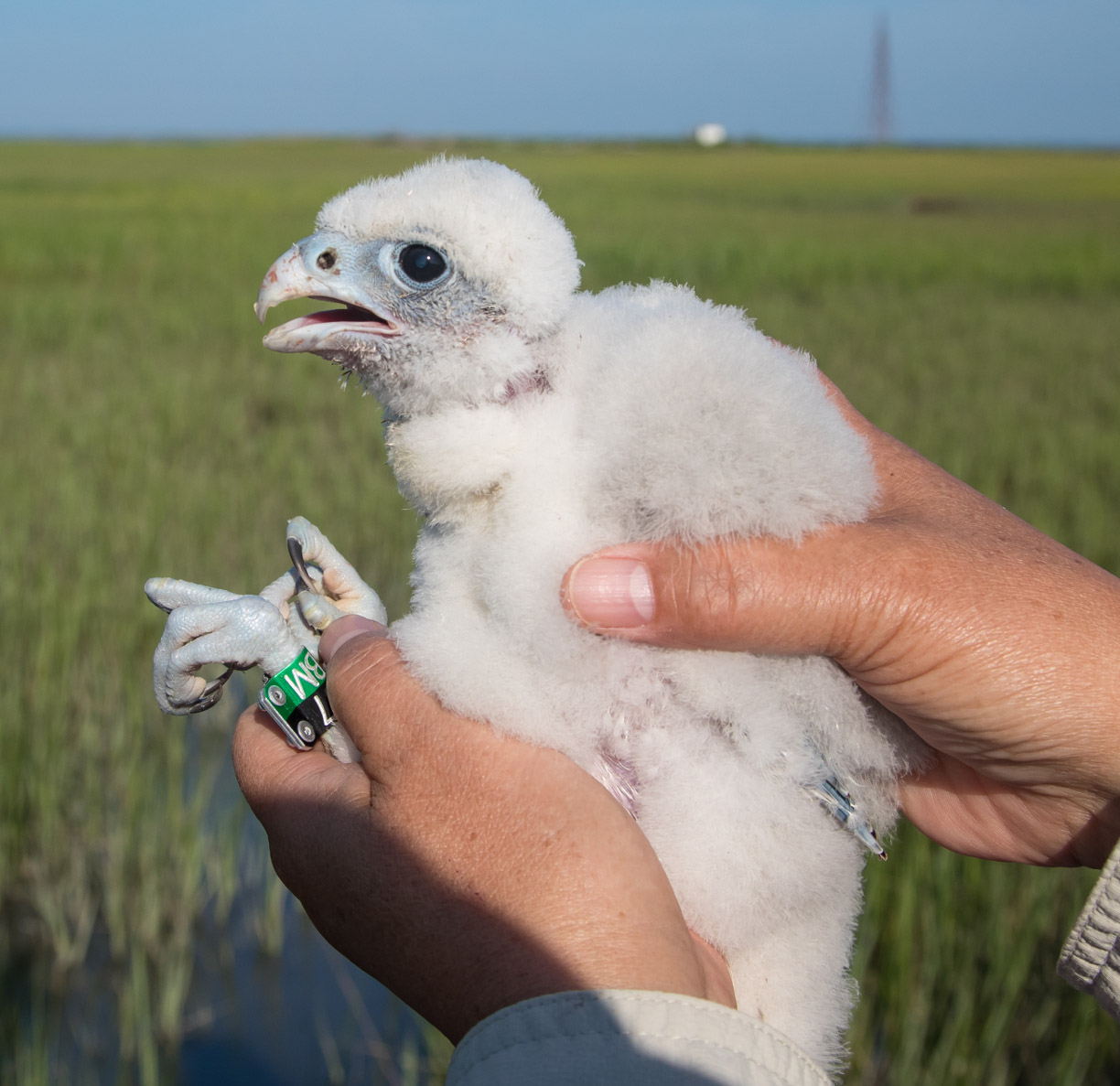 Marian Watts holds a recently-banded chick hatched on the Cobb Island Tower.