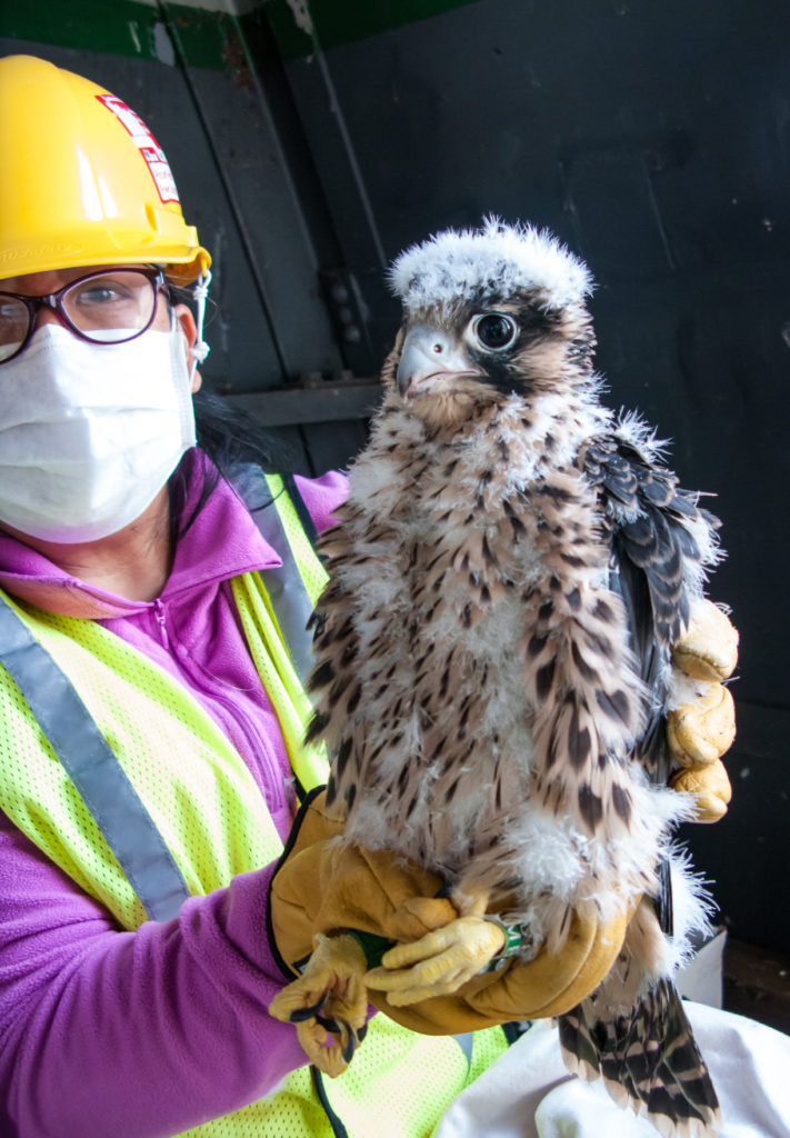 Marian during Covid with a peregrine on the Benjamin Harrison Bridge