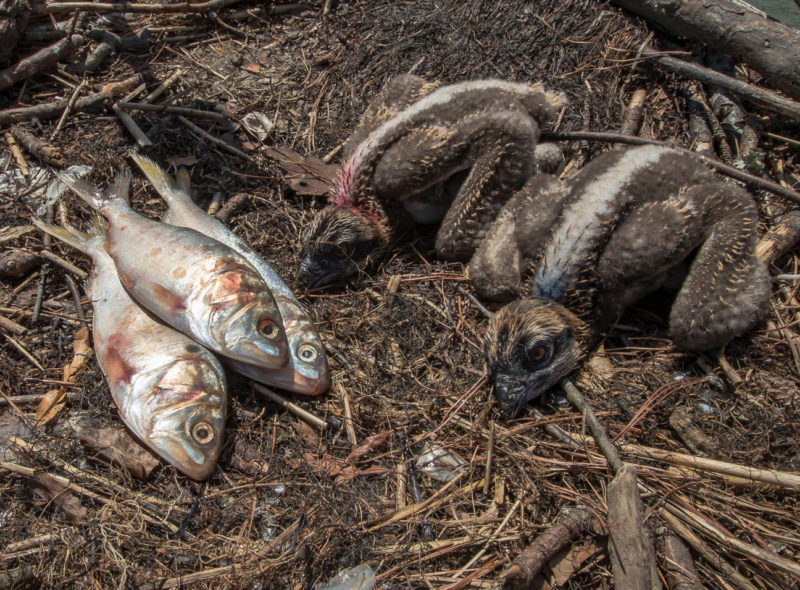 Menhaden added to an osprey nest on Mobjack Bay.