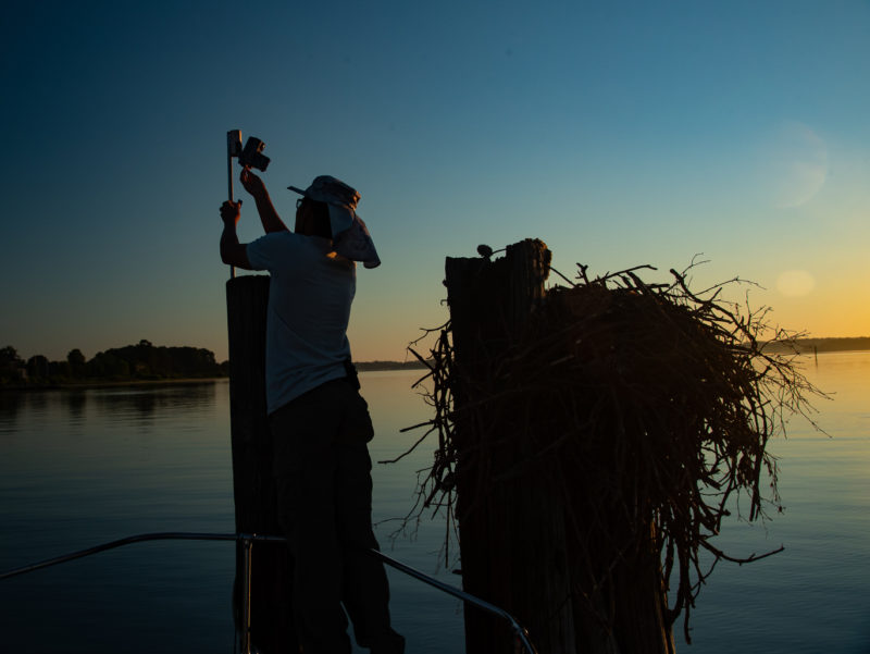 Michael Academia changes a memory card on a nest camera set up on an osprey nest