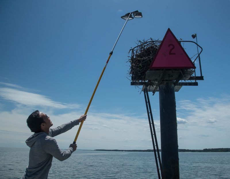 Michael Academia uses a mirror pole to check an osprey in Mobjack Bay.