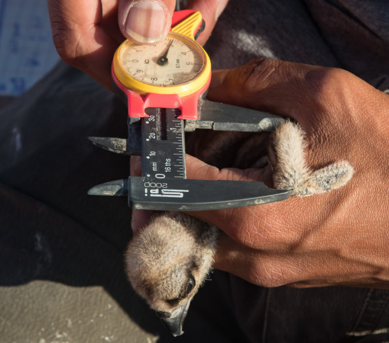 Michael measuring the forearm of a young osprey nestling.