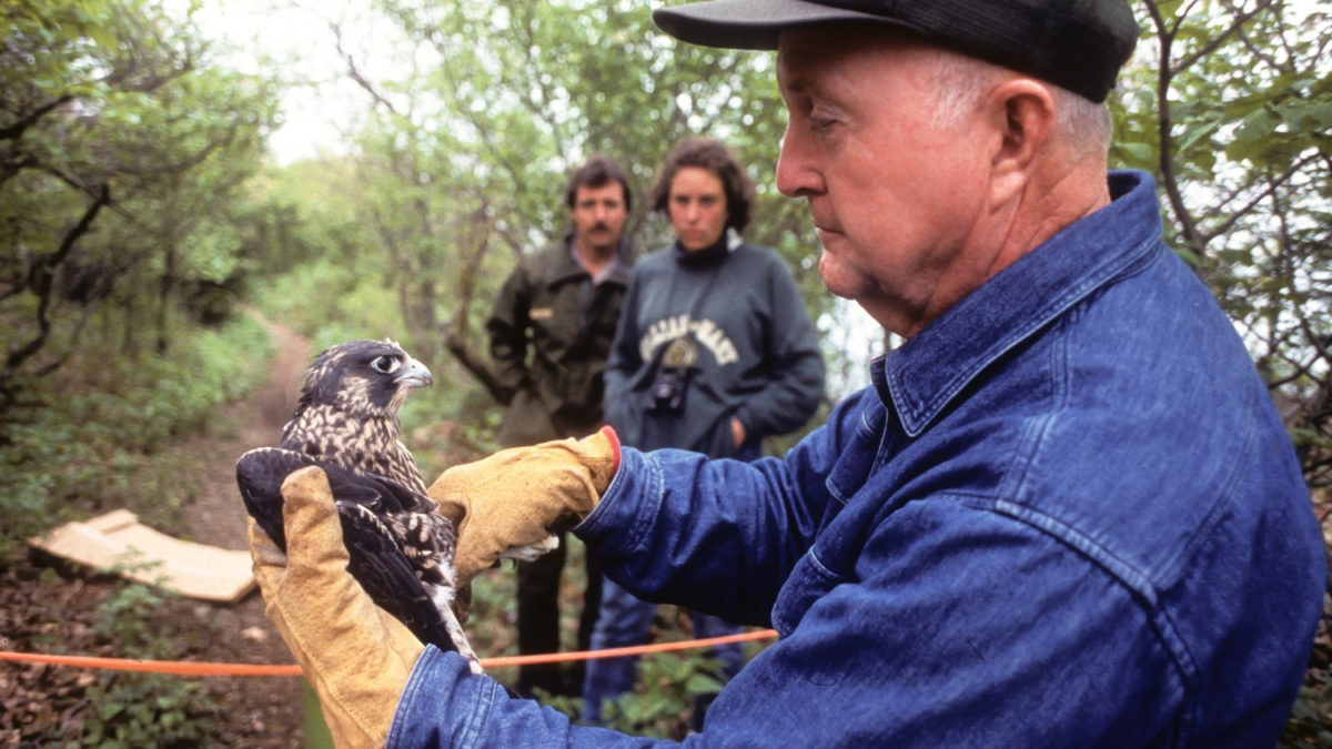 Mitchell Byrd holds a captive-reared peregrine falcon in the early 1990s