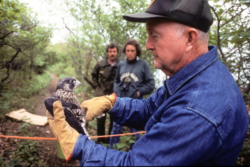 Mitchell Byrd holds a captive-reared peregrine falcon in the early 1990s