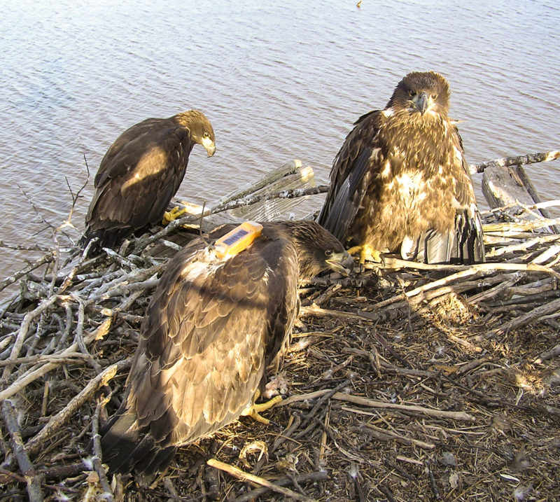 A brood of triplets raised on a military observation tower