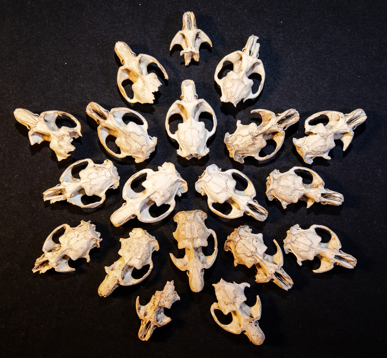 Muskrat skulls collected from eagle nests along the middle James River.