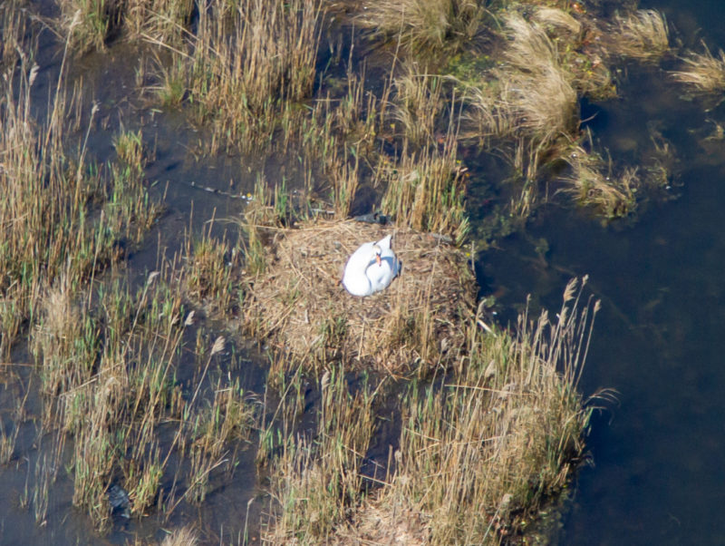 Mute swan nest in the Chesapeake.