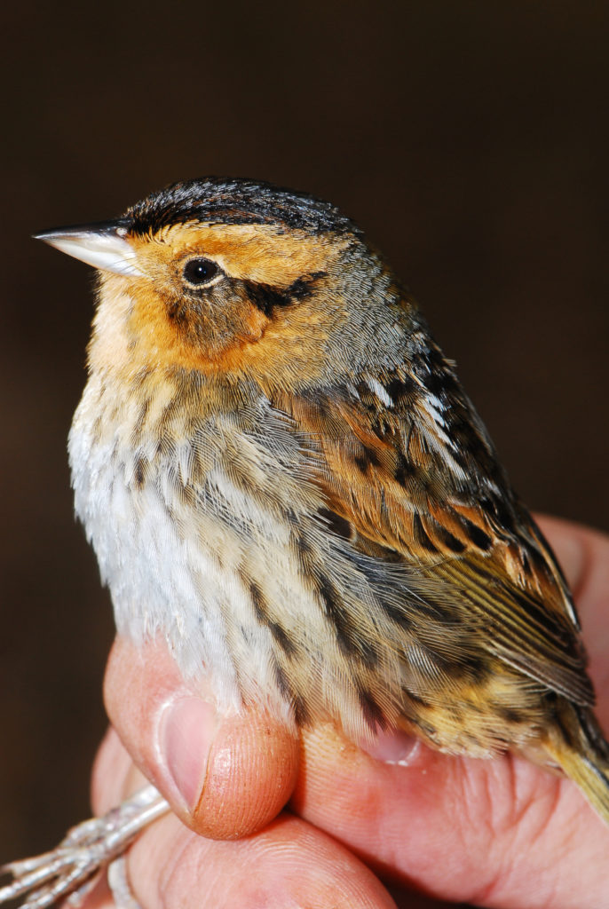 Nelson’s sparrow in winter.  Estimating the density of marsh sparrows in winter