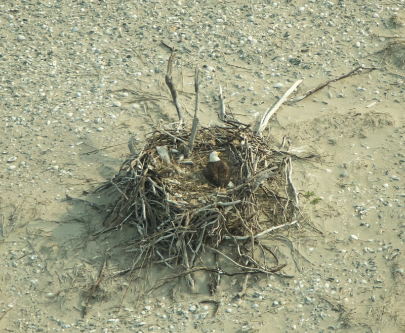 Nest out on the beach on north Smith Island