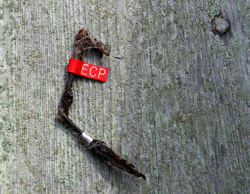 One of several red knot leg flags recovered from peregrine falcon nesting box