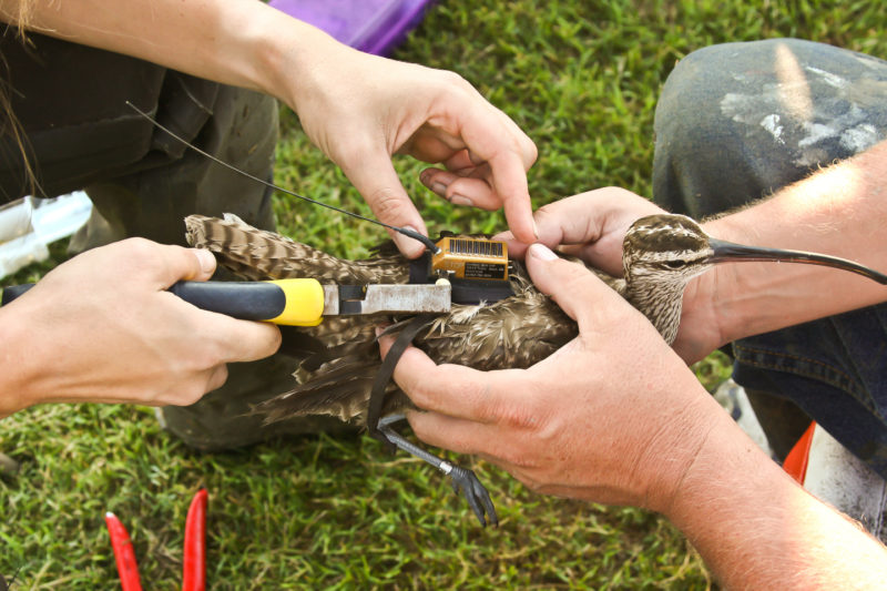 One of the early whimbrels being fitted with a PTT satellite transmitter
