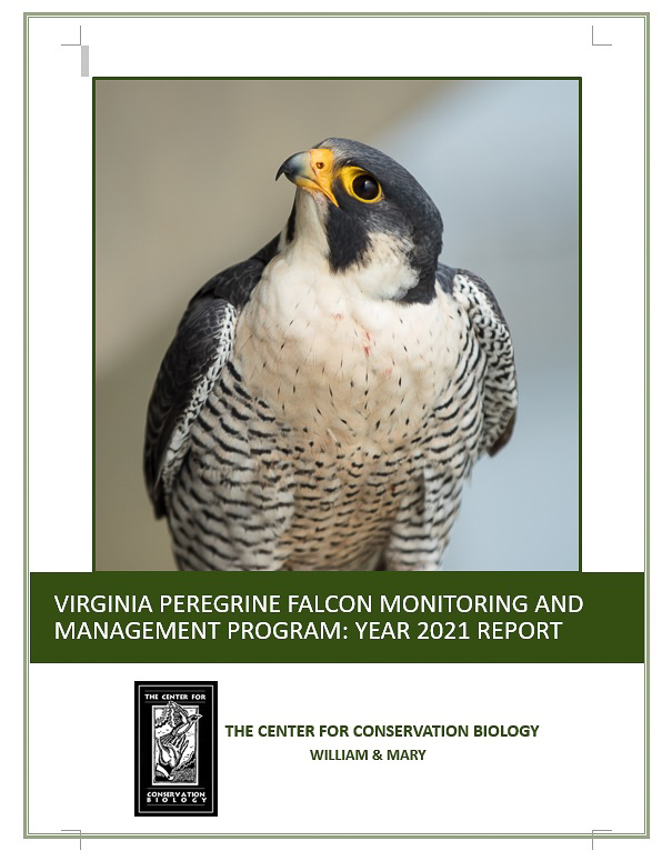 One of the technical reports completed in 2021 provides a summary of peregrine falcon management