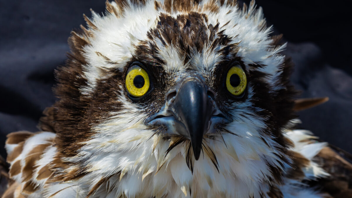 Adult female osprey on breeding territory in Virginia. Photo by Bryan Watts.