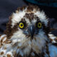 Adult female osprey on breeding territory in Virginia. Photo by Bryan Watts.