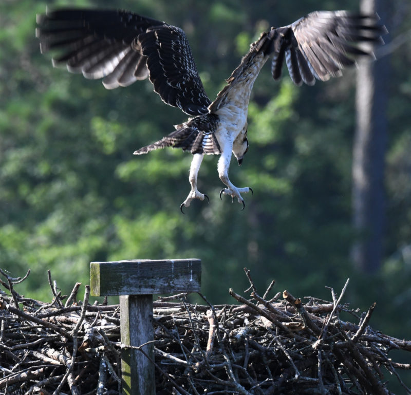 Osprey testing its lift in preflight in the run up to fledging.