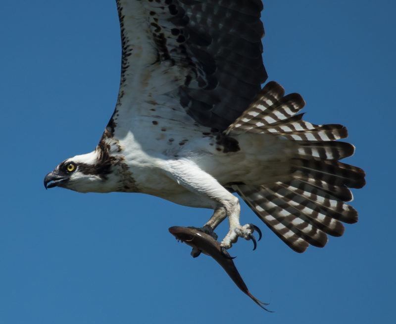 Osprey with menhaden