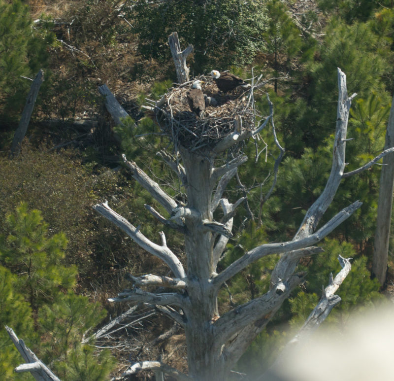 Pair of eagles using what was left of “Big Boy” before the stump toppled over.