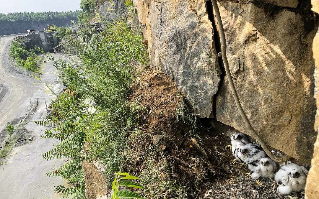 Peregrine brood looks out over the Luckstone quarry in Ashburn, Virginia